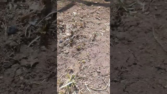 "Сон-трава" или "прострел раскрытый". смотреть онлайн