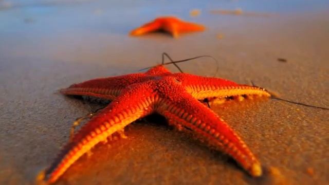 МОРСКИЕ ЗВЕЗДЫ. Песня-притча. Автор-исполнитель - Светлана Копылова смотреть онлайн