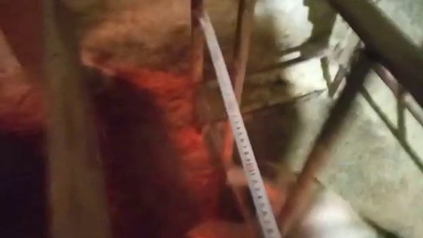 Станок для опороса своими руками. РАЗМЕРЫ!