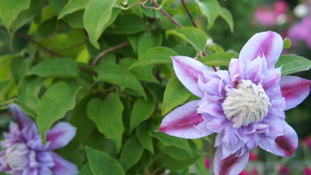 Как себя чувствуют мои растения- новинки прошлого года смотреть онлайн