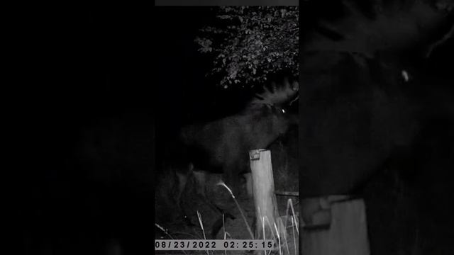 Фото #охота на #лося. фотоловушка в лесу. #Лось на #солонце. смотреть онлайн