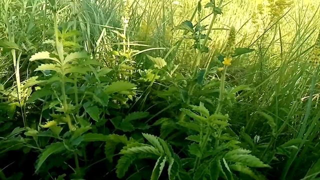 Репешок обыкновенный. Лечит весь желудочно-, кишечный тракт. смотреть онлайн