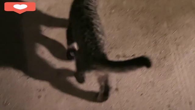 Кошачья раскревушка? смотреть онлайн