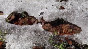 Звуки Природы Весенняя Капель Слушать 1 час | Только Звук Природы Для Отдыха и Полной Релаксации