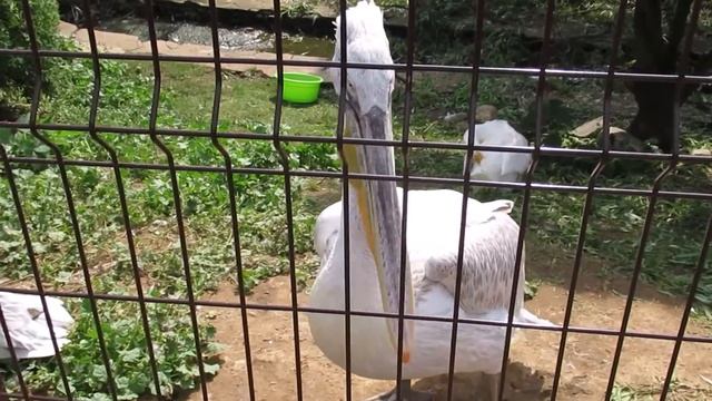 Пеликан розовый и кудрявый смотреть онлайн