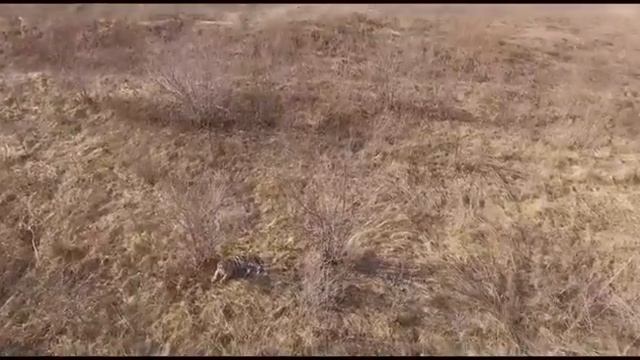 Вольер тигрицы Филиппы с высоты птичьего полета смотреть онлайн