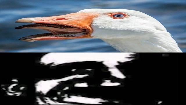 Анатидаефобия... ?