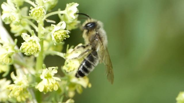 Andrena (Cnemidandrena) Denticulata ♂ (Andrenidae-Hymenoptera) Pilosité Blanche