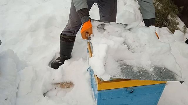 ВЫМИРАНИЕ #ПЧЕЛЫ ОШИБКА НА #ПАСЕКЕ смотреть онлайн