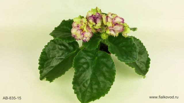 Оригинальная фиалка с зелено-розовыми цветами - АВ-Венский Штрудель смотреть онлайн