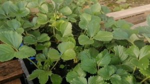 Выращиваем Клубнику В Ящиках И Ведрах  часть-2 // Май 2022 г // Клубника Без Химозы