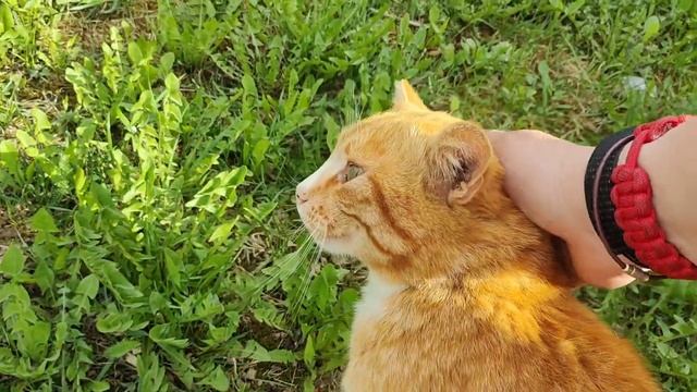 Клёвый рыжий кот ? смотреть онлайн
