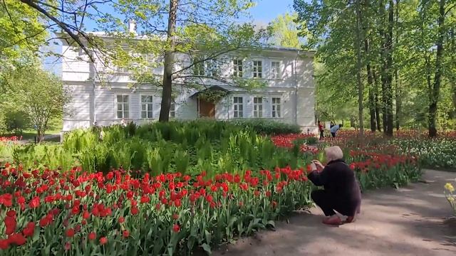 Фестиваль тюльпанов в Санкт-Петербурге 2023 смотреть онлайн