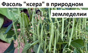 Фасоль спаржевая от А до Я.