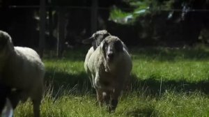 Веселая немецкая песенка. Девушки поют о животных.