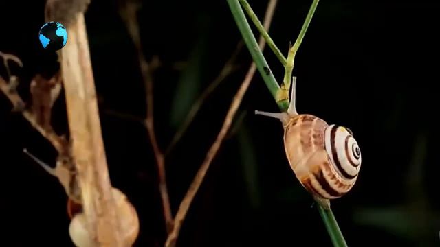 Что такое биоразнообразие? / What is biodiversity? смотреть онлайн