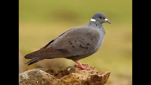 Columba albitorques White collared Pigeon смотреть онлайн