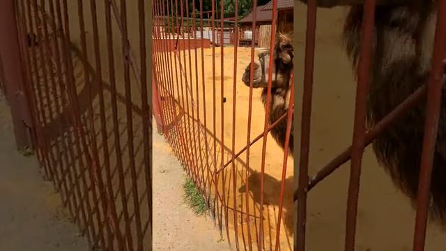 Липецкий зоопарк смотреть онлайн