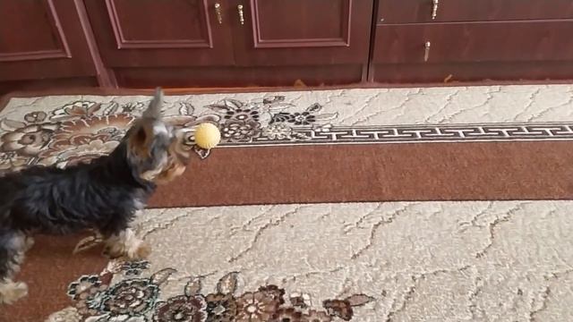 Йоркширский терьер