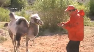 Верблюд плюётся, оказывается !