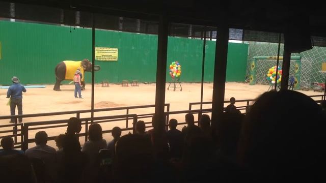 Шоу слонов. Паттайя. Парк Мадам Нонг Нуч. Часть 3 смотреть онлайн