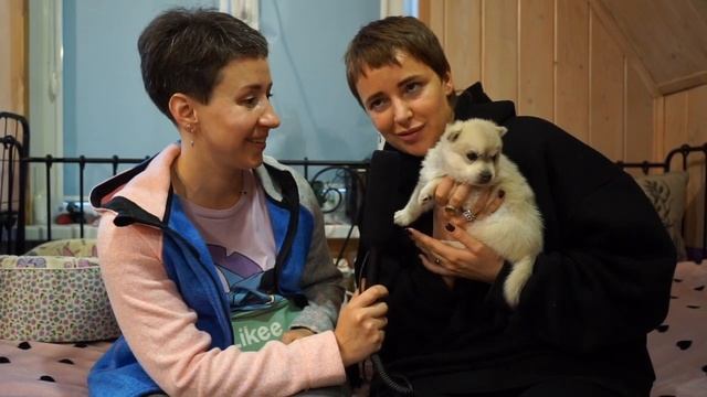 ЭКСКЛЮЗИВ! Один из четырёх питомников России с Аляскинскими кли-каями. Мини-хаски. смотреть онлайн