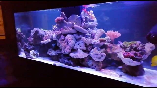 Морской аквариум итоги второго месяца