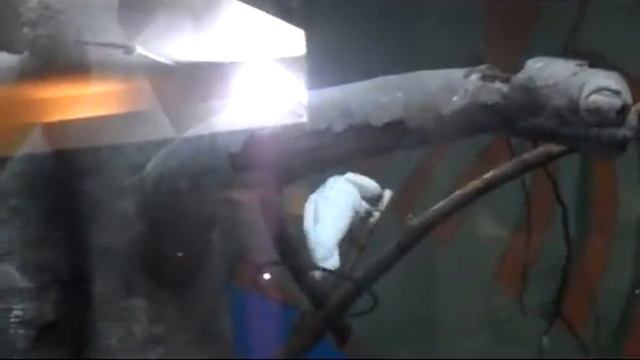 Московский зоопарк. Дом птиц смотреть онлайн