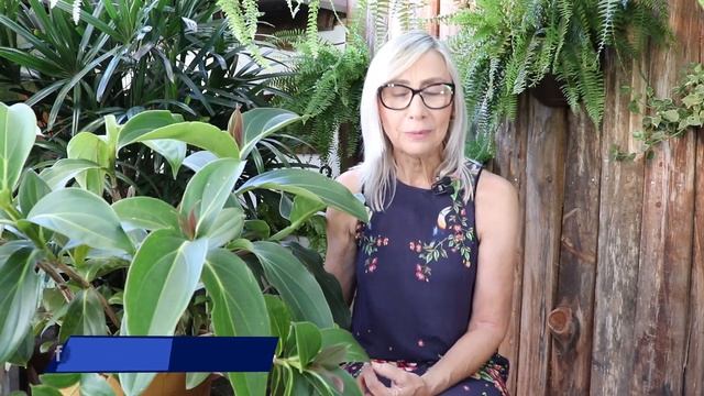 Como cuidar da planta Medinilla Magnífica #jardinismo #jardinagem #paisagismo #jardim #floricultura смотреть онлайн