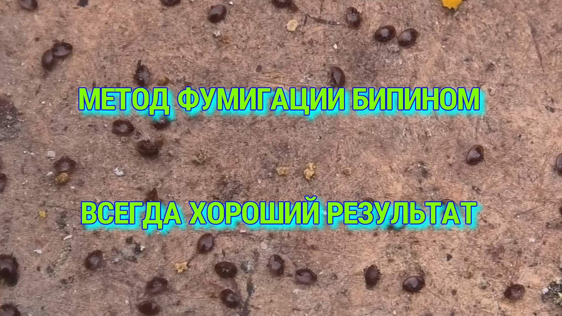 НОЯБРЬСКАЯ ОБРАБОТКА ОТ КЛЕЩА ВАРРОА смотреть онлайн