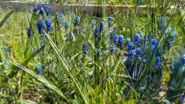 Цветение смотреть онлайн