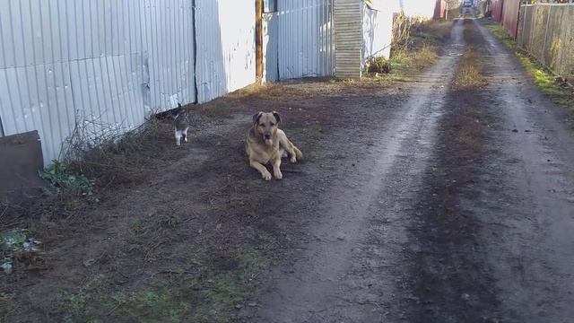 Игривые Котики с охраной! 🤣 Забавные животные 🎈 смотреть онлайн