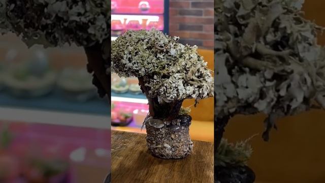 Распускание Древа жизни из Цетрарии смотреть онлайн