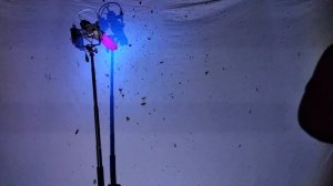 Ловля ночных бабочек в Поле. Экран+Ловушка своими руками.