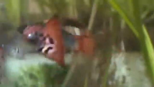 В чистом аквариуме плавают гуппи смотреть онлайн