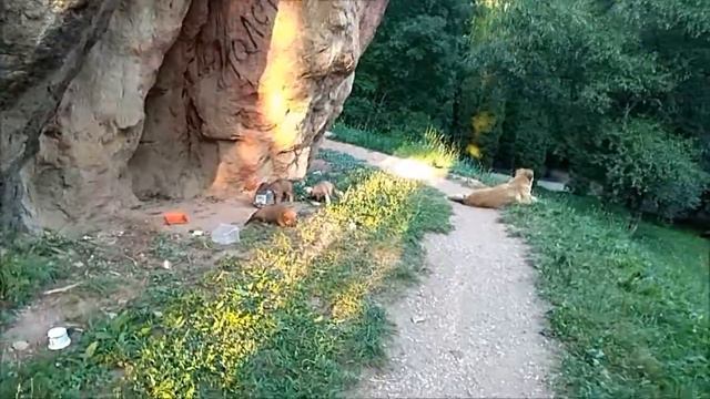 Немного живности Кисловодска.Милые животные и ... смотреть онлайн