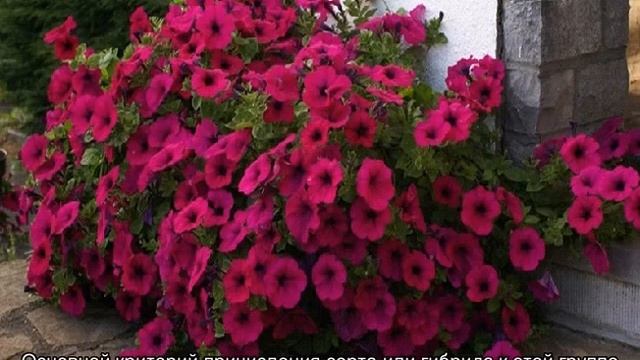 Чем отличается ампельная петуния от каскадной смотреть онлайн