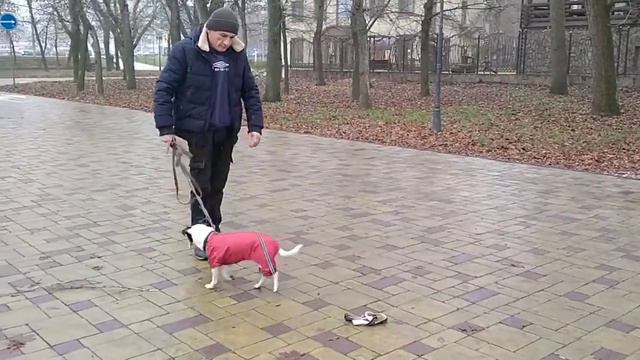Джек-рассел-терьер Пабло. Учимся возвращаться на указанное место поводком. Видео 1. Начало. смотреть онлайн