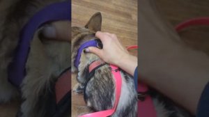 ошейник или шлейка лучше для щенка?