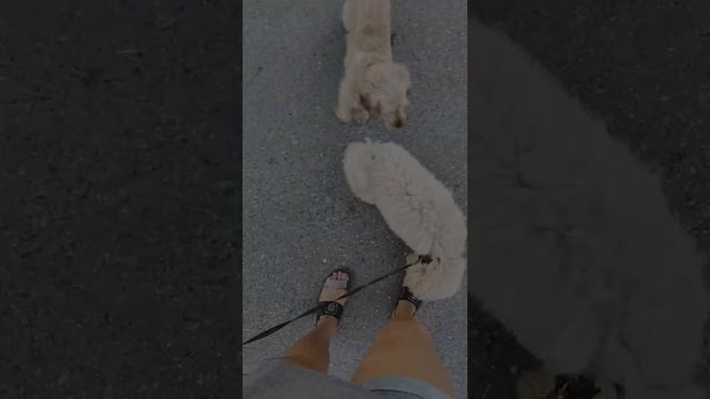 #8 Кокапу щеночек, 4 месяца. Прогулка смотреть онлайн