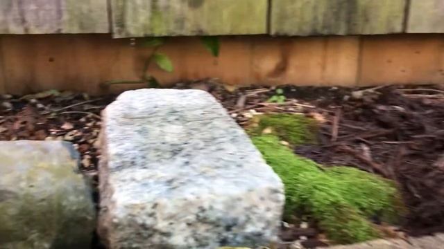 Outdoor Micro Bonsai Garden Chamaecyparis Pisifera смотреть онлайн