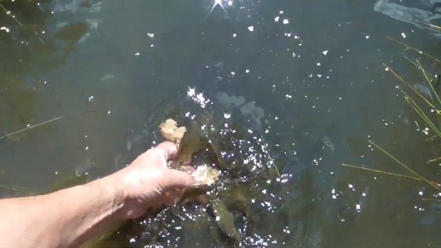 124-й день: приключения на пруду: аист за дротам смотреть онлайн