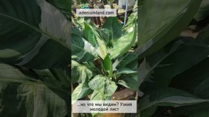 Спатифиллум тайская Сенсация вариегатная