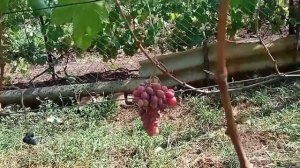 Обзор сортов винограда Днепровский сувенир, Красава , Журавлёнок...