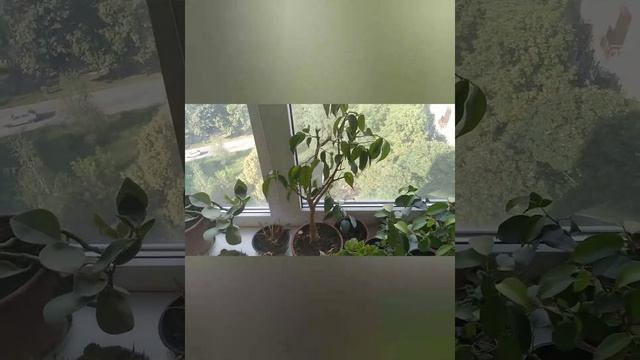 Обзор моих растений. смотреть онлайн