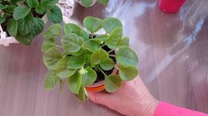 Пятна на листьях фиалки.