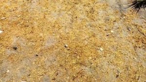 Совместное использование гербицидов и селитры.(гербицидные композиции).