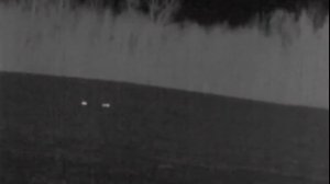 Зайцы в тепловизор