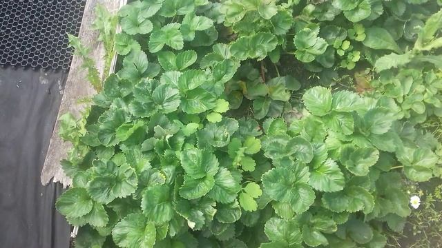 Клубника сорт "Фурор" и фацелия