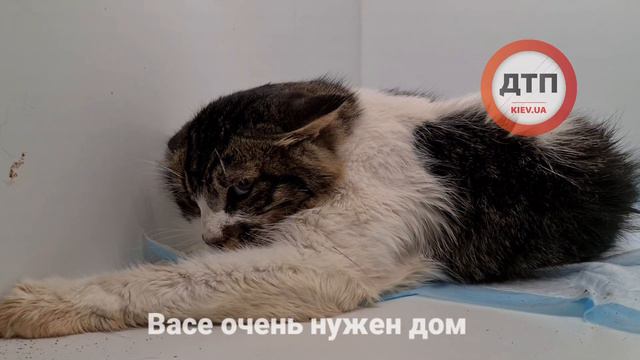 Ребята, извините, временно не могу принимать новых тяжелых животных. Я спас и вылечил 3 котов смотреть онлайн